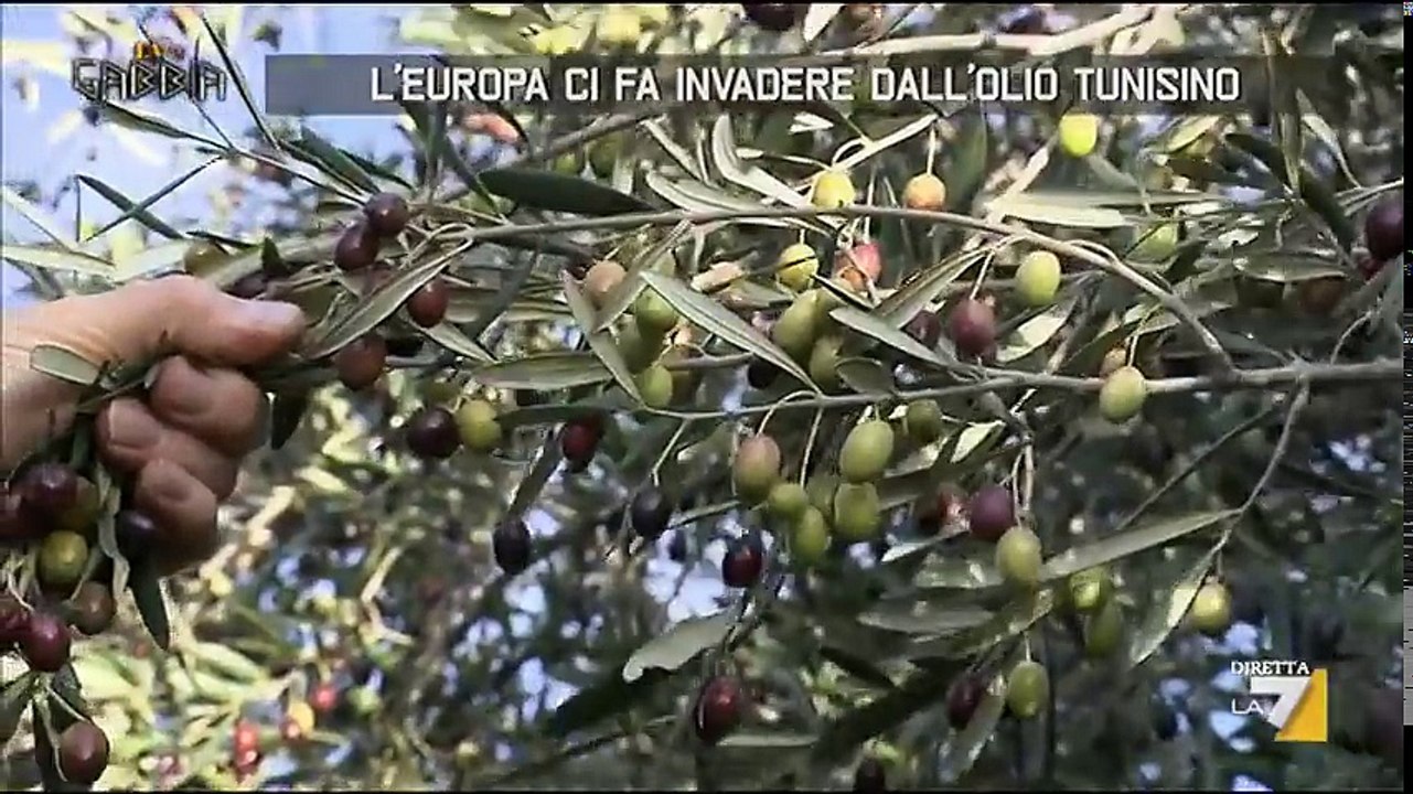 Come l'Unione Europea sta distruggendo l'olio di oliva italiano con olio vecchio estero