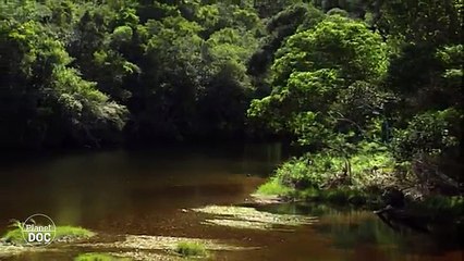 Cape of Good Hope Natural Reserve. Documental Completo
