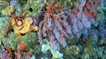 Seabed in la Cabrera | Nature - Planet Doc Full Documentaries