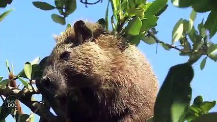 Full Documentary: Cuba, Natural Paradise
