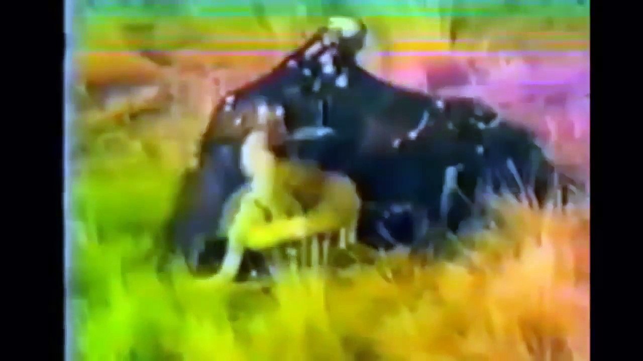 [Attaque d'animaux sauvages]Attaque animale la plus excitante ► ► Cobra, aigle, puma, loup, serpent