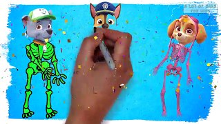 PAW PATROL as Skeleton | Fun Coloring Best Learning Colors Video for Children