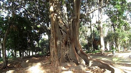 Arbre centenaire.