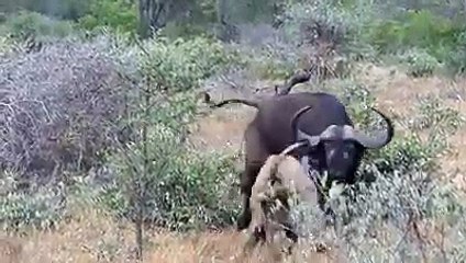 El inesperado final del ataque de dos leones a un búfalo