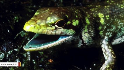 Download Video: Scientists Unravel The Mysteries Of This Lizard's Toxic Lime-Green Blood