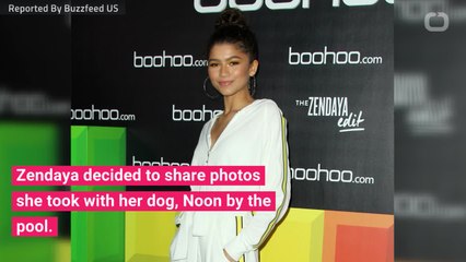 Zendaya Posted An Adorable Photo With Her Dog But Fans Are Focusing On One Weird Detail