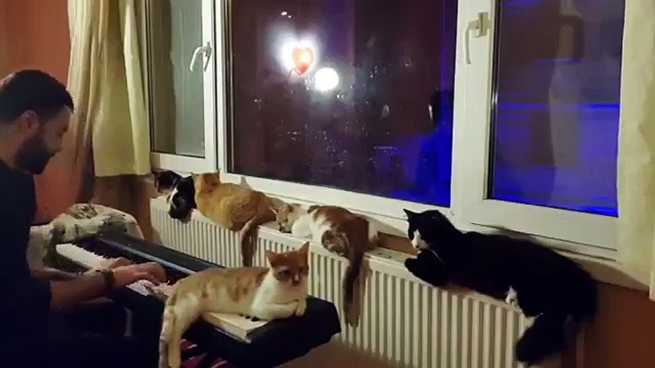 Do Cats React to a Piano being played ???