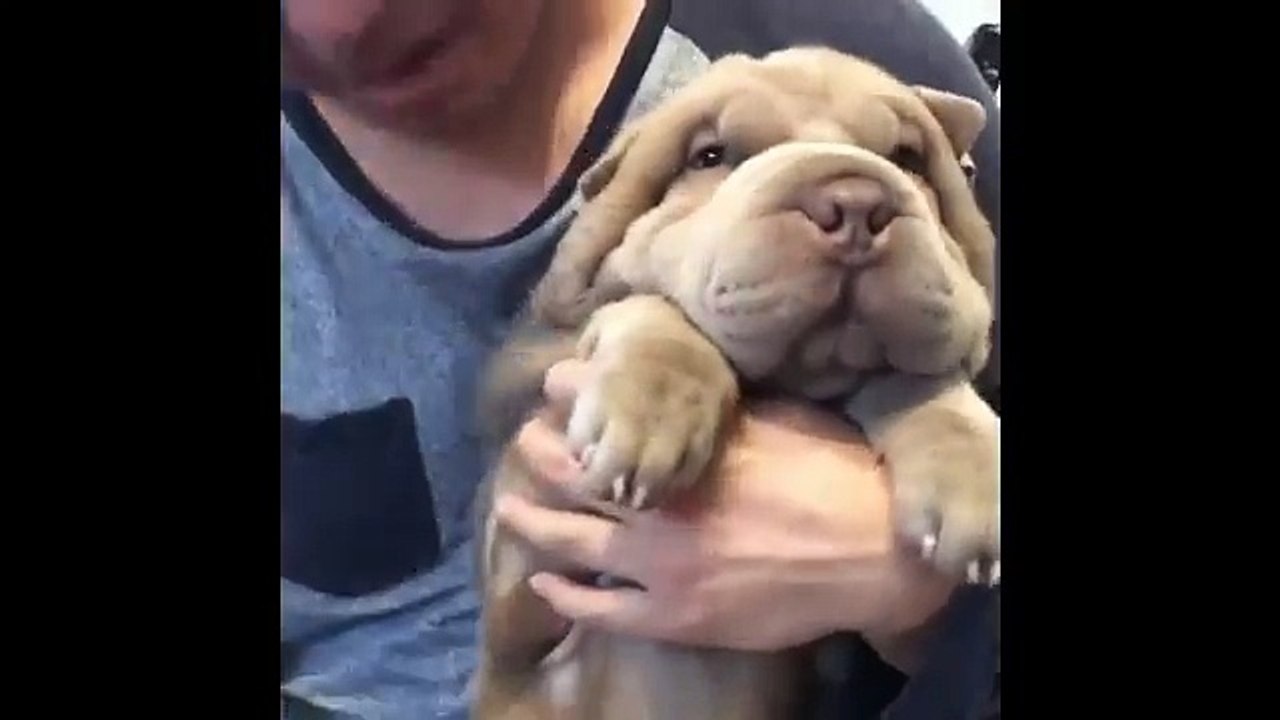 Dog playing around !!!