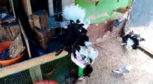 ഫാന്റയിൽ പ്രാവുകളുടെ  കുറുമ്പുകൾ |പ്രാവ് വളർത്തൽ |funny indian fantail |pet fight| bird on action.