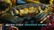crab escapes from octopus and snakes