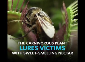 venus fly trap (a plant in action)