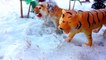Wild Animals In Snow/Schleich Toy animals Play In Snow-Fun Safari ZOO Animals Video