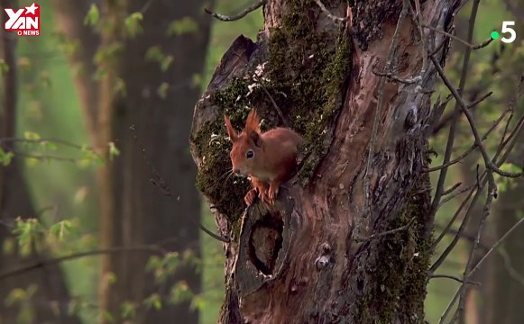 Cận cảnh sóc mẹ vượt cạn đơn độc trong hốc cây lấy nước mắt hàng triệu cư dân mạng