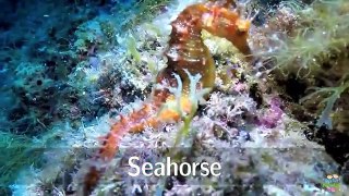 Sea Animals Pronunciation for Children (with videos)