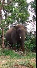 Hungry Wild Elephant Plucking Jackfruit..!!!!
