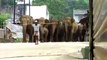 A Man Handling huge number of Elephants just like small goats...!!!!Amazing video...!!!