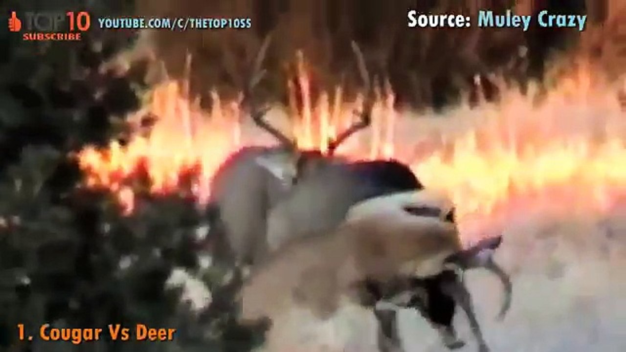 THE TOP 10 || TOP 10 COUGAR VS ANIMALS || Cougar vs Wolf, Bear, Jaguar, Coyote,...