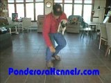 Puppy Obededience Maryland dog trainer