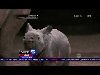 Download Video: Bayi Badak Asal Chester Dikenalkan Kepada Publik  -NET5