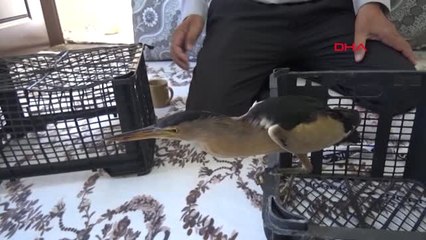 Şırnak-Evinin Bahçesinde Yavru Balaban Kuşu Buldu