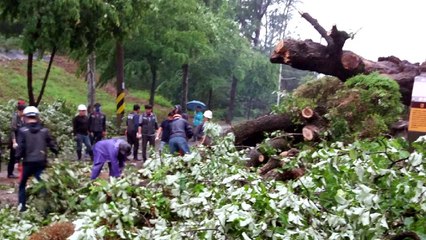강원 비 피해 속출...수백 년 당산목도 쓰러져 / YTN