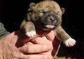 This 'Paw-some Foursome' of Dingo Puppies Are Unbelievably Cute