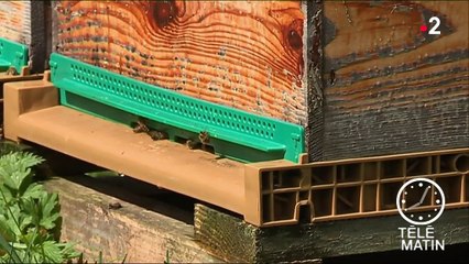 La biodiversité, le nouveau défi de Nicolas Hulot