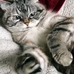 Kế hoạch đảm bảo an toàn thực phẩm năm 2018