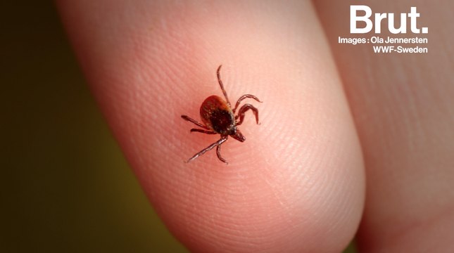 Les tiques : que nous veulent-elles ?