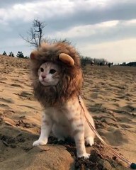 Liên hệ dịch vụ bảo hộ thương hiệu