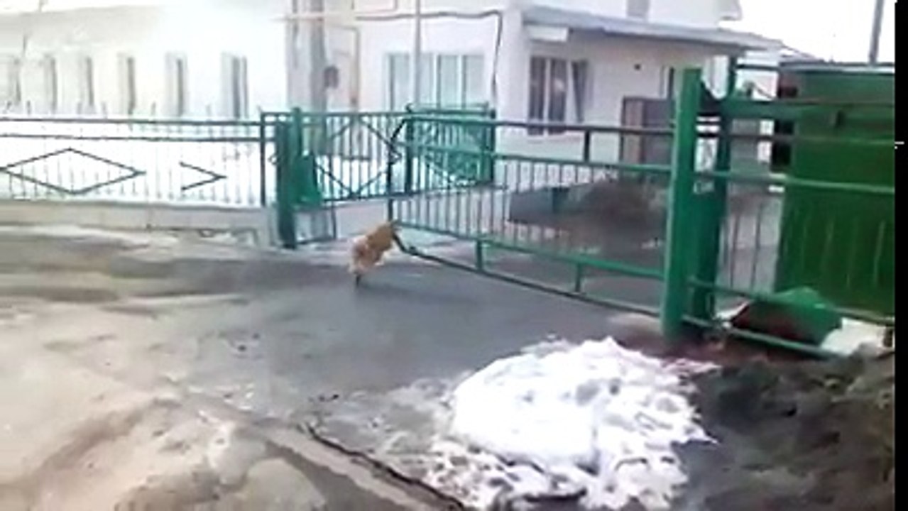 Greatest gate guard dog ever!