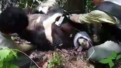 교통사고 났던 반달곰 골절 수술 마쳐 / YTN