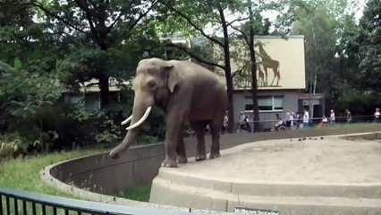 He messed up with elephant,, see what happened with him