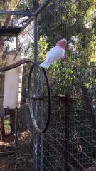 Un cacatoès fait des tours de roue