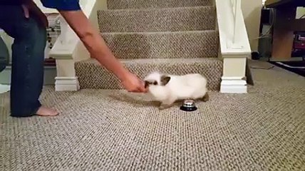 his smart bunny rings a bell whenever he wants some treats.