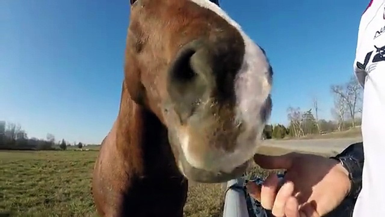 Horse annoyed with cyclist when treats run out