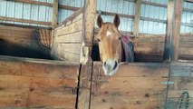 Horse unlocks barn door to free his friends