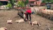 Başıboş köpekler ağıldaki 5 koyunu telef etti - BURSA