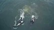 Family of Killer Whales Enjoy the Ocean at Monterey Bay