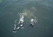 Family of Killer Whales Enjoy the Ocean at Monterey Bay