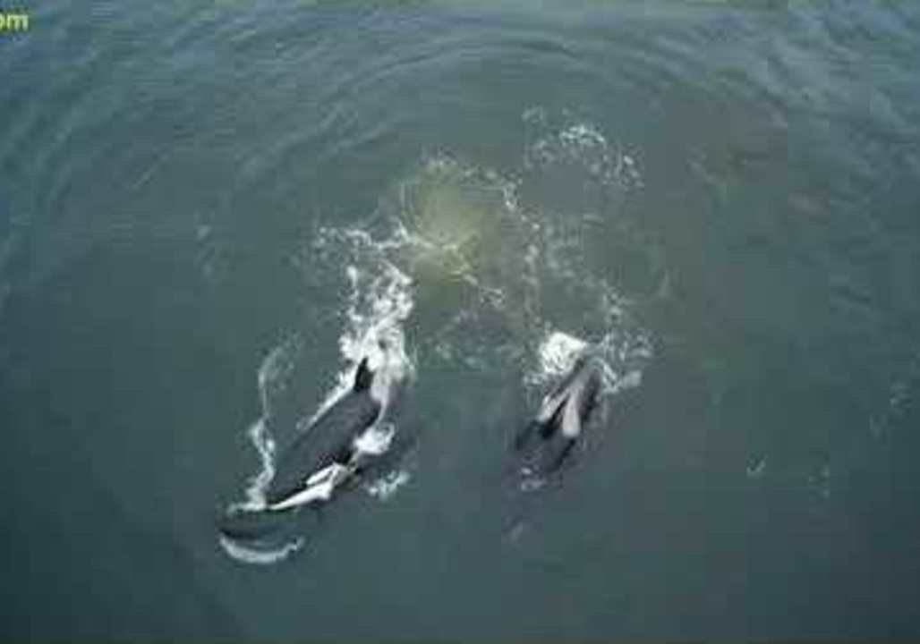 Family of Killer Whales Enjoy the Ocean at Monterey Bay