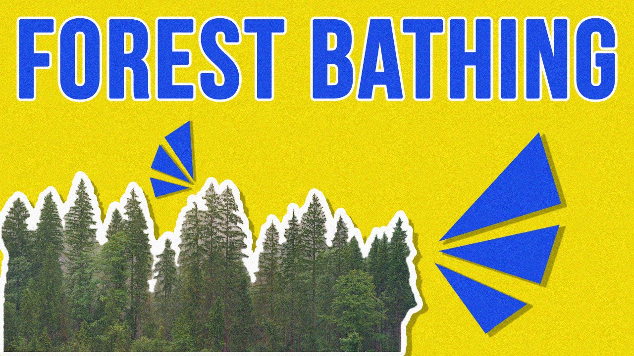 What Is Forest Bathing?