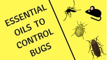 Essential Oil to Control Bugs | SmartFind