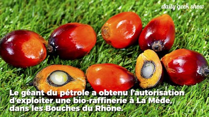 Total arrache l'accord du gouvernement pour carburer à l'huile de palme