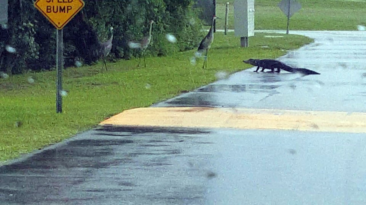 Alligator Vs. Crane