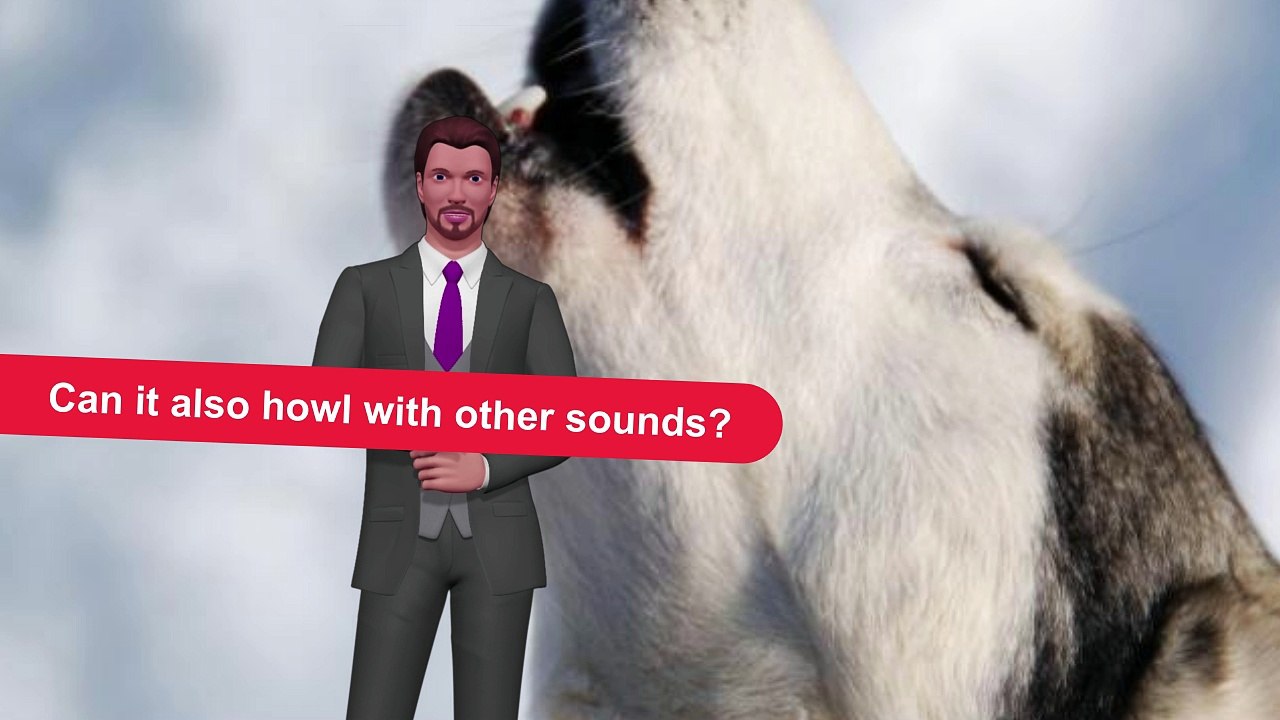 Why Do Dogs Howl When They Hear Sirens?