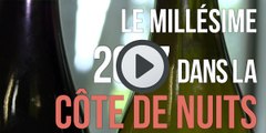 Côte de Nuits : En 2017, les vins sont gourmands et parfumés