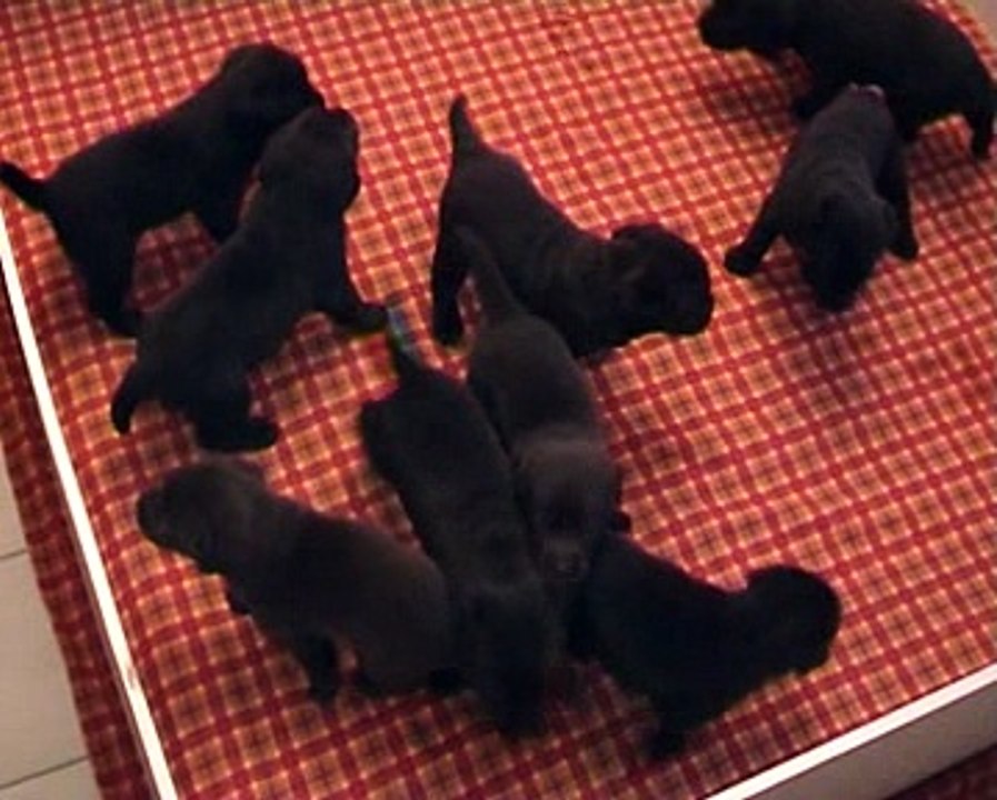 2007 Angy et ses petits mise bas et garde des chiots pendant 2 mois