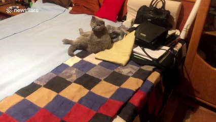 This Hungarian guy's house is full of ADORABLE pets