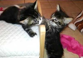 Boisterous Kittens Play With Their Doll Bed